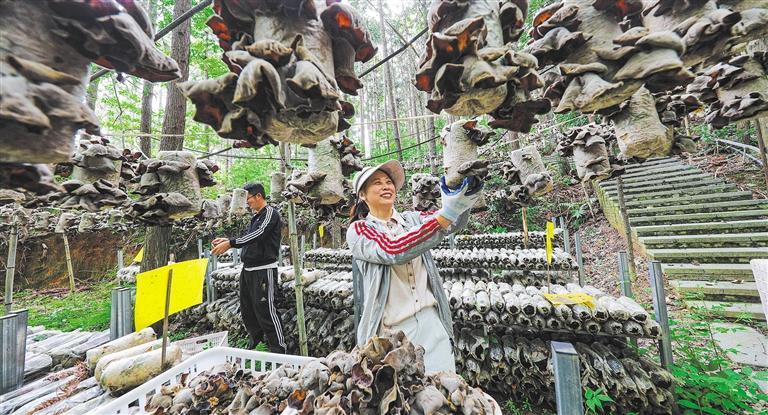 量发展产业调研】林下生金不朽情缘电子游戏【高质(图2)